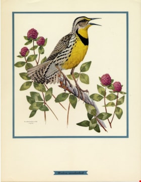 Western meadowlark, [1955] thumbnail