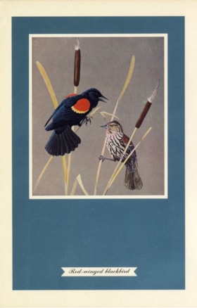 Red-winged blackbird, [1957] thumbnail
