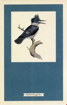 Belted kingfisher, [1957] thumbnail