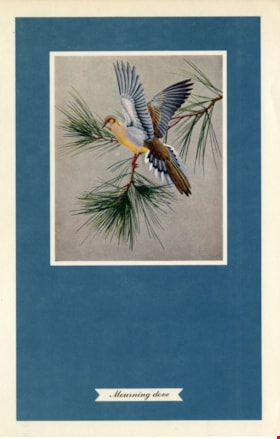 Mourning dove, [1957] thumbnail
