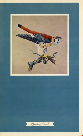 Sparrow hawk, [1957] thumbnail