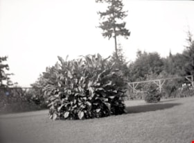 Cannas plant,  [between 1950 and 1953] (date of original), copied 2014 thumbnail