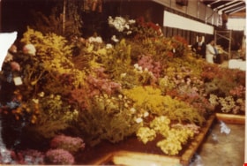 1st Annual Burnaby Rhododendron and Spring Flower Show photographs, May 1969 thumbnail