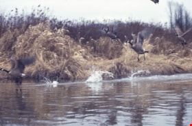 Still Creek and Burnaby Lake photographs, February 3, 1998 thumbnail