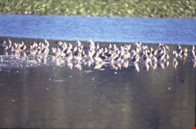 Long-billed Dowitchers, September 26, 1993 thumbnail