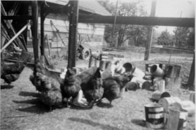 Chickens at Meyers, [between 1950 and 1959] thumbnail