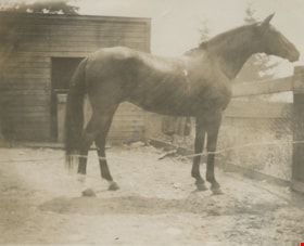 Horse outside a barn, [190-] thumbnail