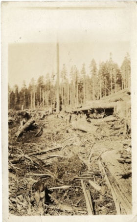 Recently logged area, [1919] thumbnail