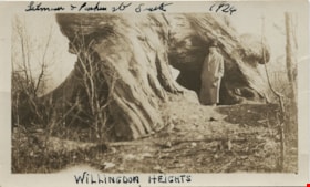 Tree stump at Willingdon Heights, [1924] thumbnail