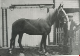 Man and his horse, [190-?] (date of original), copied 1977 thumbnail