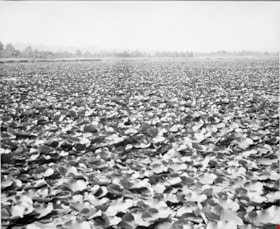 Unchannelled portion of Burnaby Lake, September 1952  (date of original), copied [1985] thumbnail