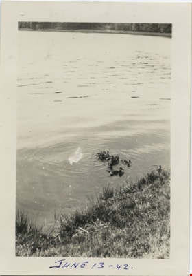 Ducks in the water, 1942 thumbnail