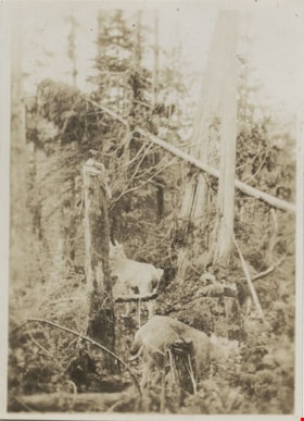 Deer in the woods, [between 1910 and 1920] thumbnail