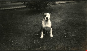 Bull terrier at Boy Scout camp, Aug. 1925 thumbnail