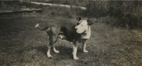 Bull terrier at Boy Scout camp, Aug. 1925 thumbnail