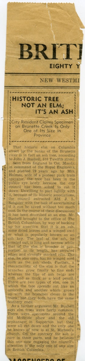 Historic Tree, Not an Elm; It's an Ash, 28 Jan 1941 thumbnail