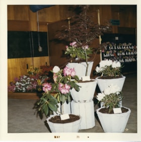Burnaby Rhododendron Festival display, May 1971 thumbnail