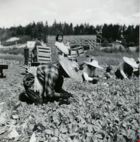 Hong family harvesting radishes at Hop-On Farm, [August 1963] (date of original), copied 2017 thumbnail