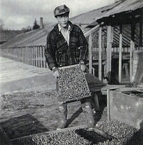 Chan Kow Hong with tray of seedlings at Hop-On Farm, [March 1959] (date of original), copied 2017 thumbnail