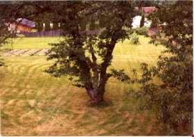 Back yard of Mawhinney house, August 1984 thumbnail