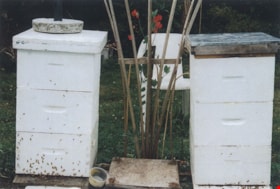 Bee hives in the Wuzinski family backyard, 2004 thumbnail