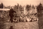 Jesse Love feeding chickens, [1893] (date of original), copied [1988] thumbnail