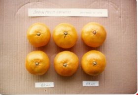 Japan fruit growers mandarin oranges, 15 Dec. 1978 thumbnail