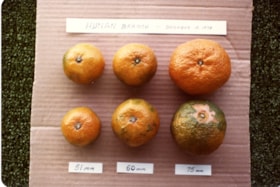 Hunan Branch mandarin oranges, 15 Dec. 1978 thumbnail