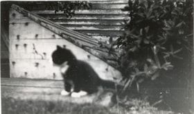 Irwin family cat, [1936] (date of original), copied 2004 thumbnail
