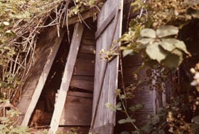 Farm building covered with brambles, 1977 thumbnail