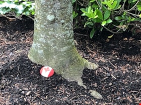 Painted rock at base of tree, 21 May 2020 thumbnail