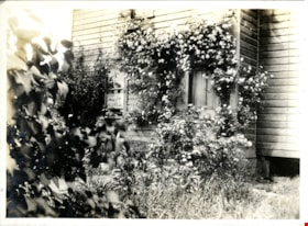 Love family farmhouse wall with flowering vines, [1900] thumbnail