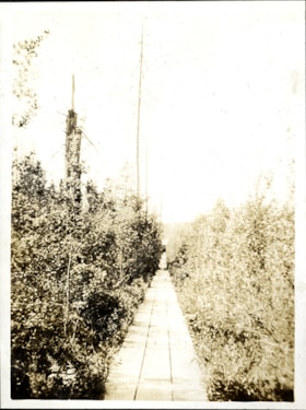 Boardwalk through bush, [c. 1910] thumbnail