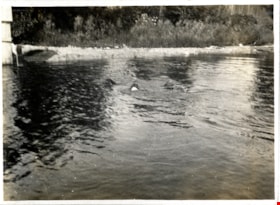Dogs swimming, [c. 1910] thumbnail
