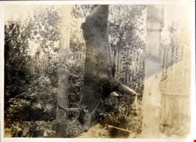Mule deer carcass hanging, [1910] thumbnail