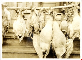 Dead waterfowl suspended from stick, [c. 1915] thumbnail