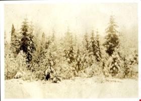 Snow covered trees in forest, [191-] thumbnail