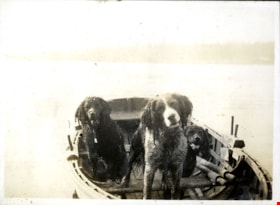 Dogs in row boat, [191-] thumbnail
