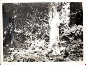 Forested area near Pitt Lake, [191-] thumbnail