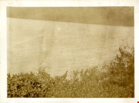 View of Pitt Lake with grouse, [191-] thumbnail