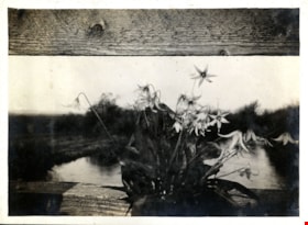 Wild flowers, [191-] thumbnail