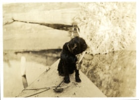 Dog on bow of boat, [191-] thumbnail