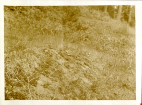 Grouse and foliage, [191-] thumbnail