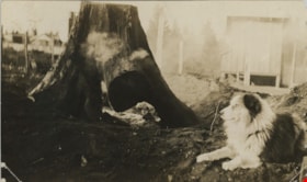 Dog lying on ground next to stump, [191-] thumbnail