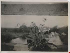 Wildflowers on bridge railing, [191-] thumbnail