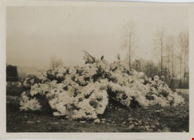Bob Love's grave covered with flowers, [1918] thumbnail