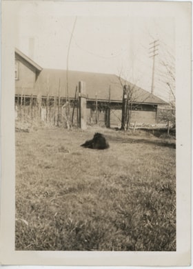 Black cat lying on grass, [194-] thumbnail