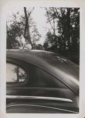 Cat on roof of car, [194-] thumbnail