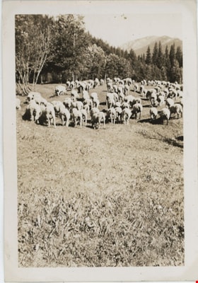 Flock of sheep grazing, [194-] thumbnail