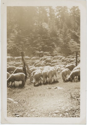 Flock of sheep grazing, [194-] thumbnail